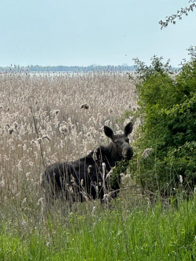 Leilighet Wislany Przekop Gdańsk